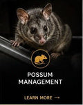 Possum Management
