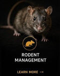 Rodent Treatment