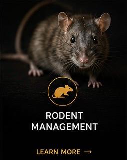 Rodent Treatment