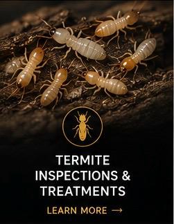 Termite Inspections & Treatments